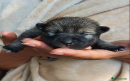 Shiba Inu perros en venta: SHIBA INU SELECCIÓN - Imagen 8
