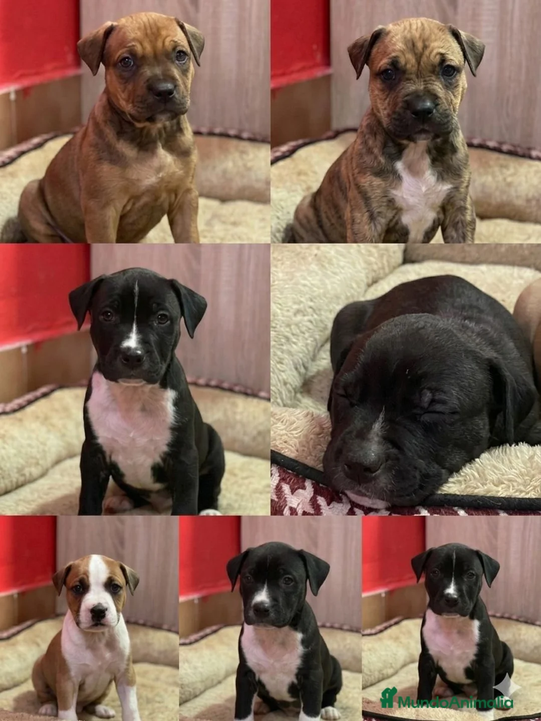 American Staffordshire-Terrier perros en venta: American Stanford  - Anuncio 1