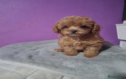 Caniche Toy perros en venta: Caniche toy - Imagen 1
