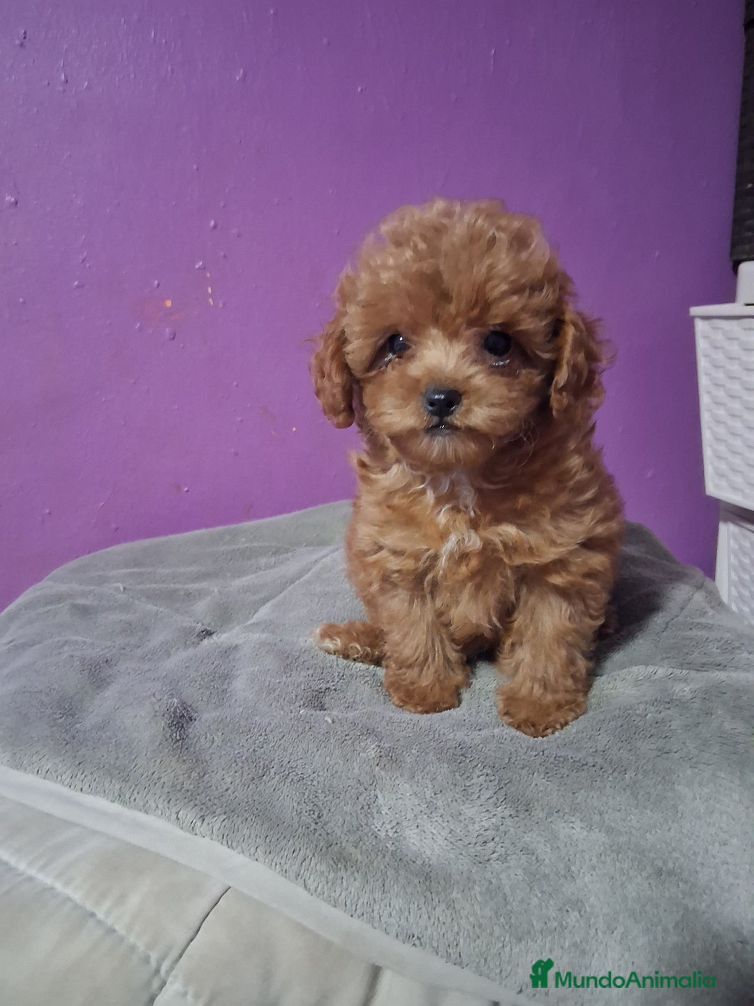 Caniche Toy perros en venta: Caniche toy - Imagen 1
