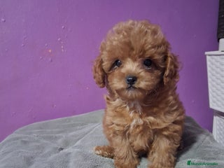 Caniche Toy perros Caniche toy - Anuncio 31