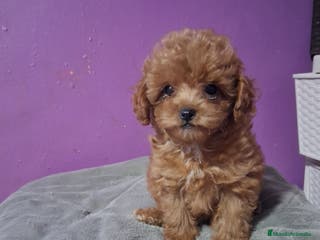 Caniche Toy perros Caniche toy - Anuncio 31