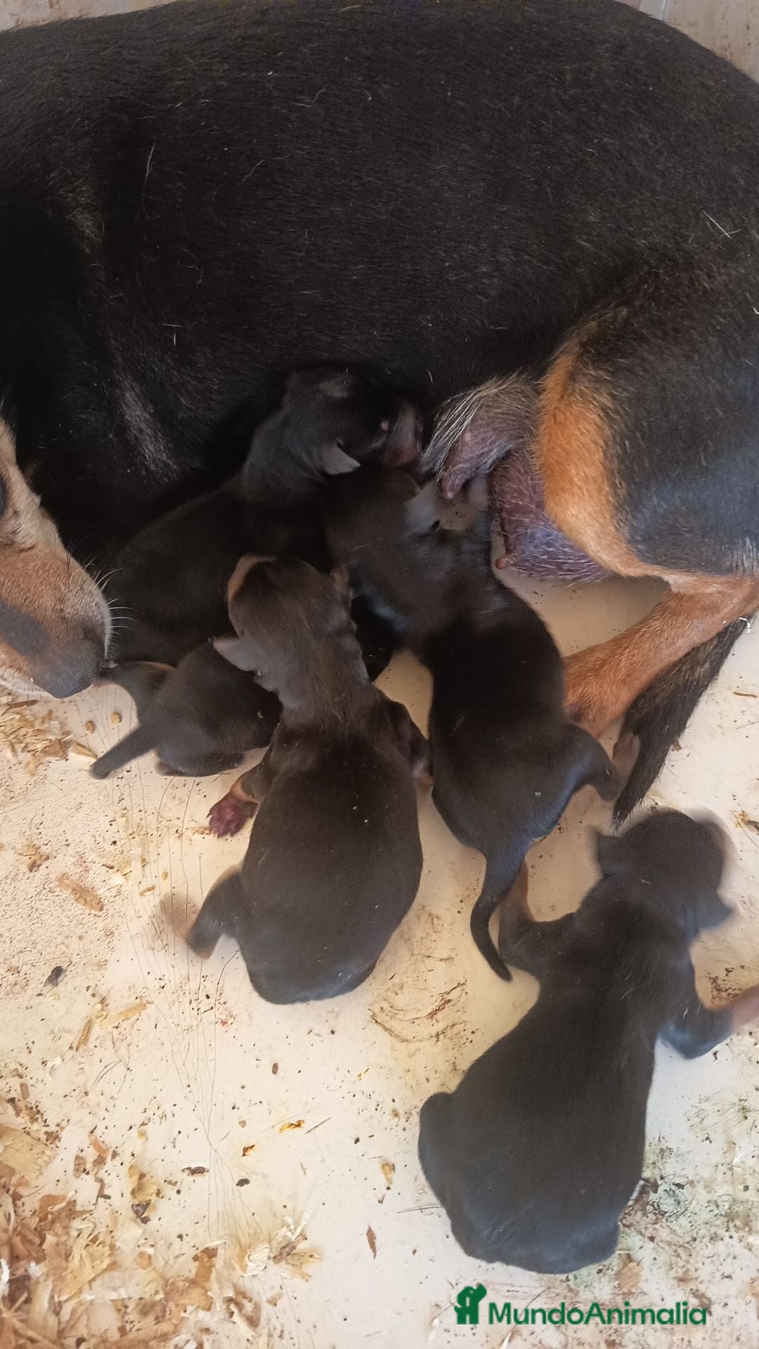 Pinscher Miniatura perros Cachorros de mini pinscher  - Anuncio 1
