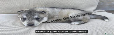 Husky Siberiano Cachorro 1