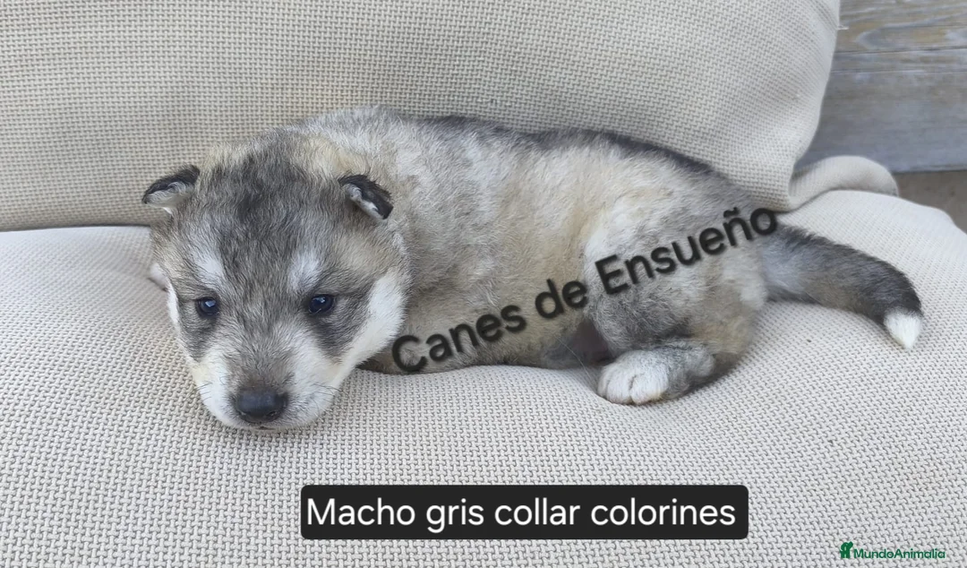 Husky Siberiano perros en venta: Husky siberiano - Anuncio 2