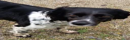 Épagneul Breton perros en venta: Spaniel Bretón  - Anuncio 4