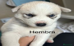 Husky Siberiano perros en venta: HUSKY - Imagen 6