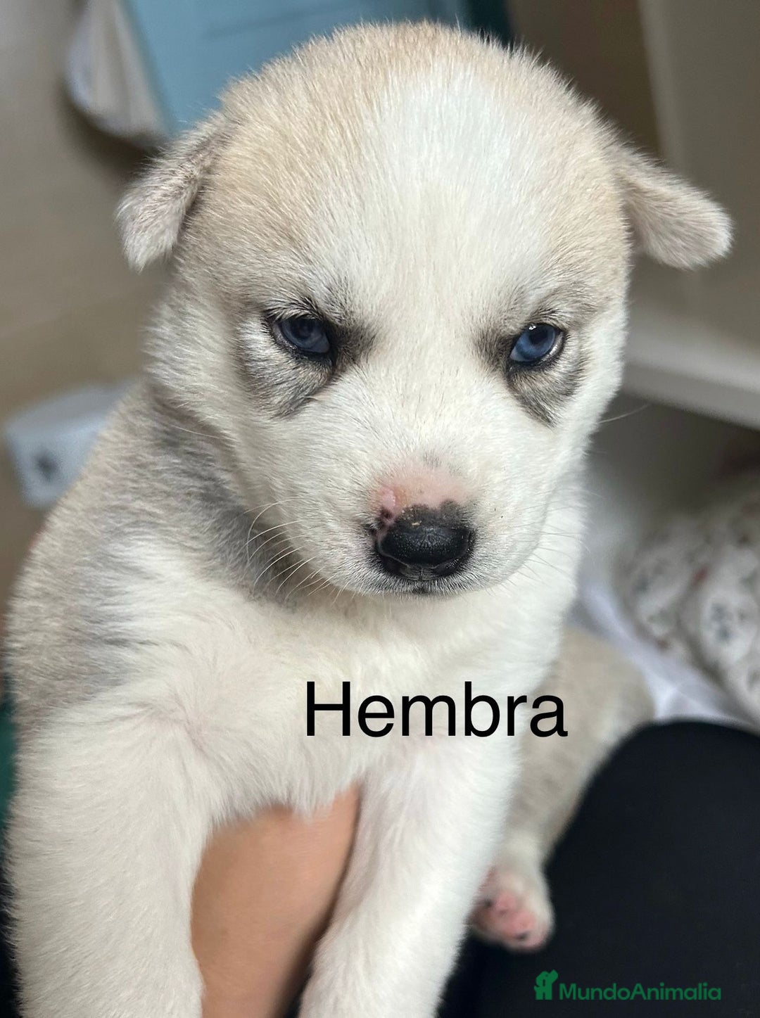 Husky Siberiano perros en venta: HUSKY - Imagen 6