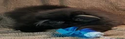 Persa gatos en venta: PERSA Macho Adulto Castrado - Anuncio 1