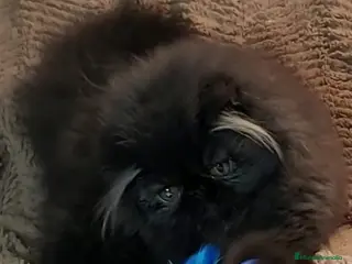 Persa gatos PERSA Macho Adulto Castrado - Anuncio 1