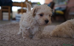 Maltipoo perros en venta: 🐾 Manolo y Jacinto – Hermanitos Maltipoo 🐾 - Imagen 2