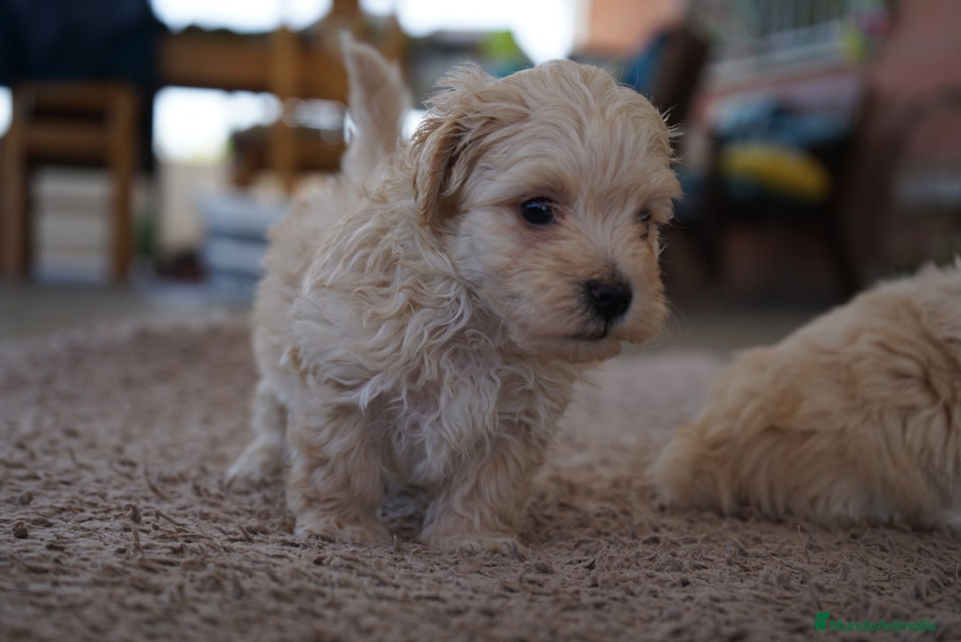 Maltipoo perros en venta: 🐾 Manolo y Jacinto – Hermanitos Maltipoo 🐾 - Imagen 2