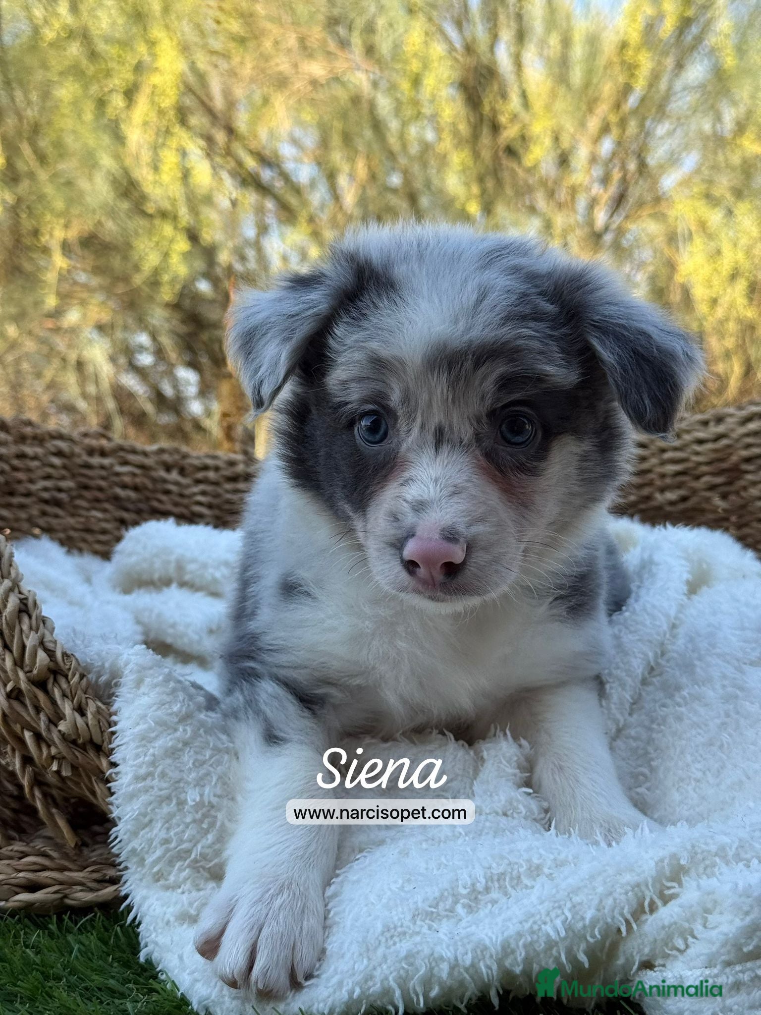 Border Collie perros BORDER COLLIE MERLE HEMBRA - Anuncio 17