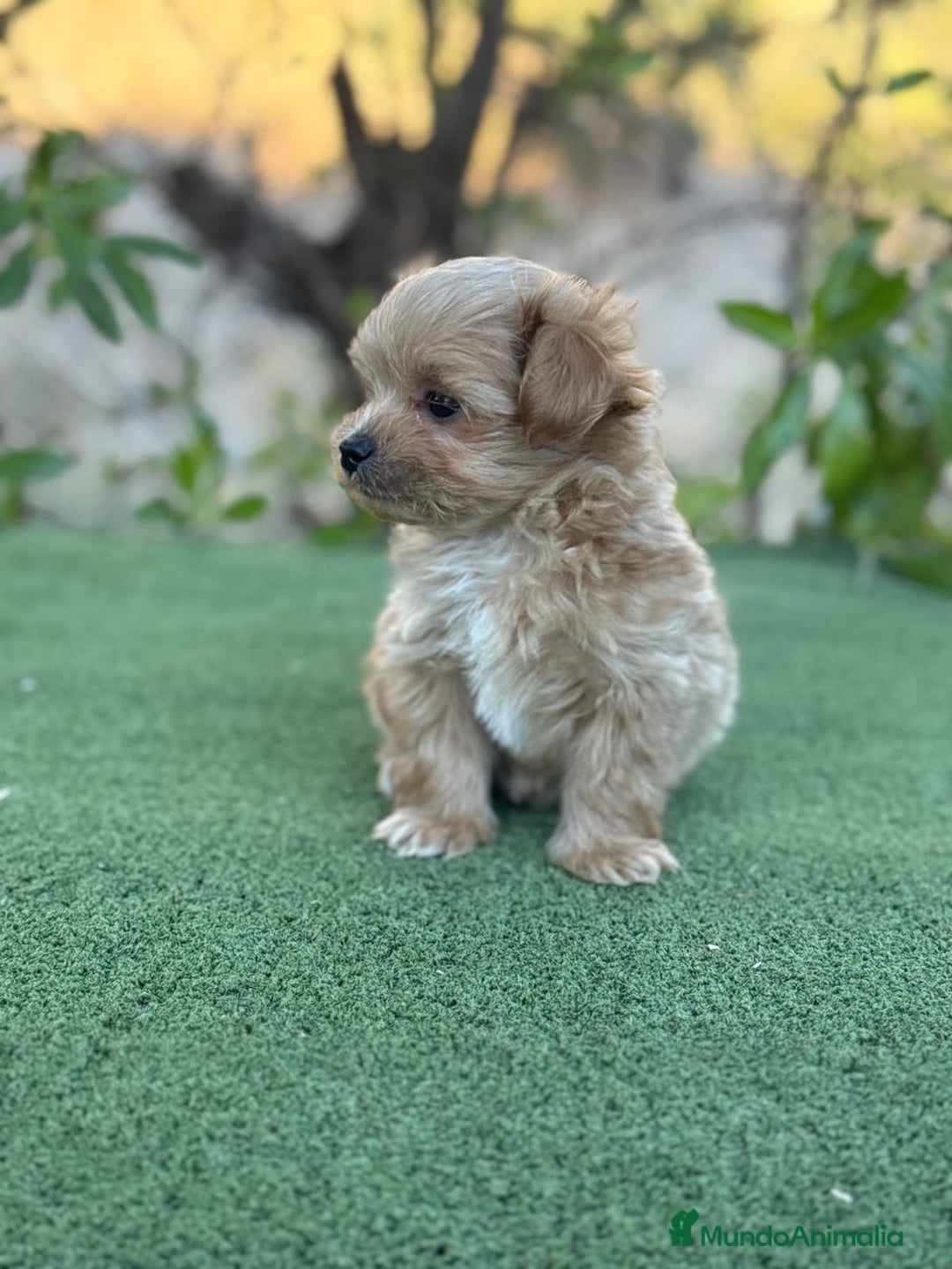 Maltipoo perros en venta: Maltipoo disponibles para el 8 de enero  - Anuncio 3