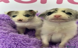 Border Collie perros en venta: BORDER COLLIE - Imagen 1