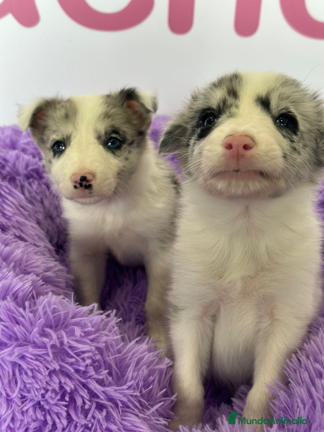 Border Collie perros en venta: BORDER COLLIE - Imagen 1