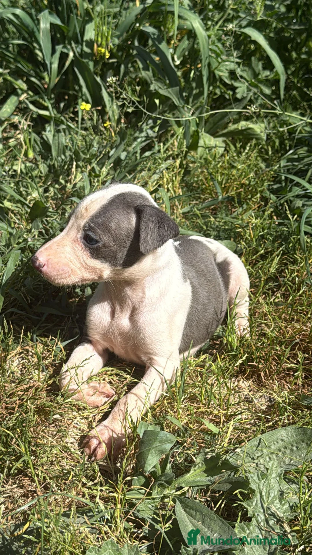 Whippet perros en venta: Whippet  en Sevilla - Anuncio 2