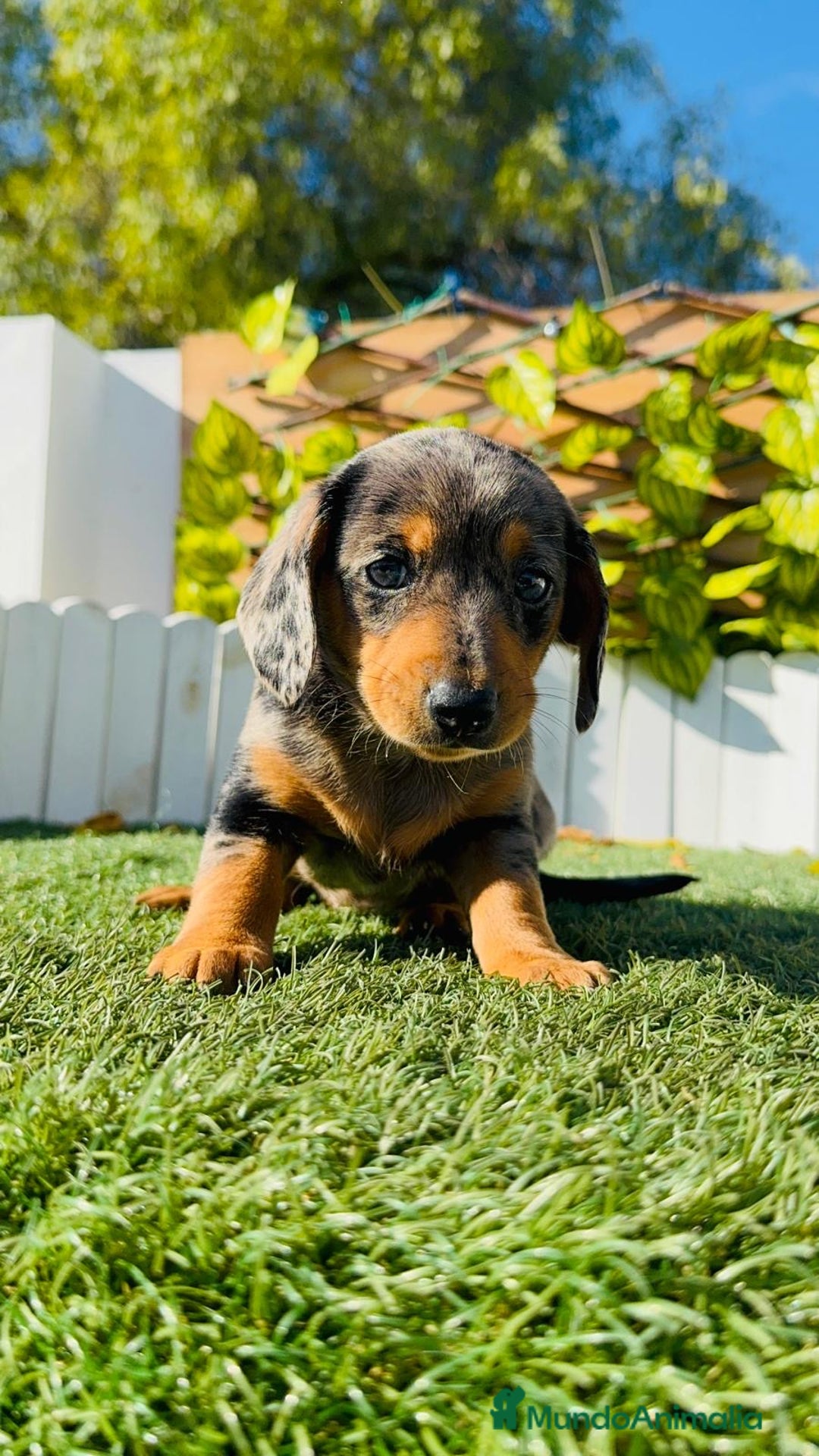 Teckel Miniatura perros en venta: TECKEL ARLEQUIN MINIATURA - Anuncio 20