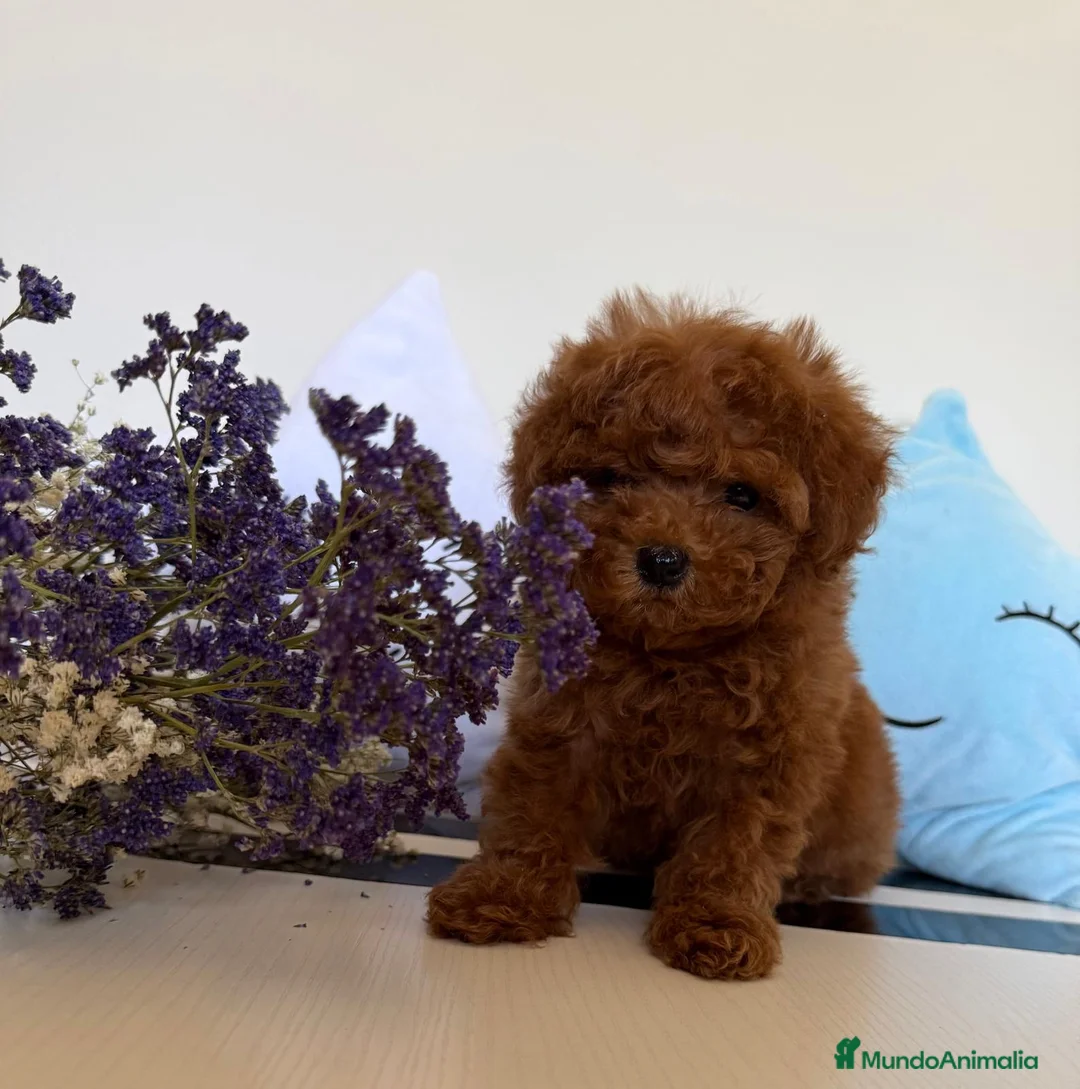 Caniche Toy perros en venta: Caniche toy hembra disponible tacita de té! - Anuncio 7