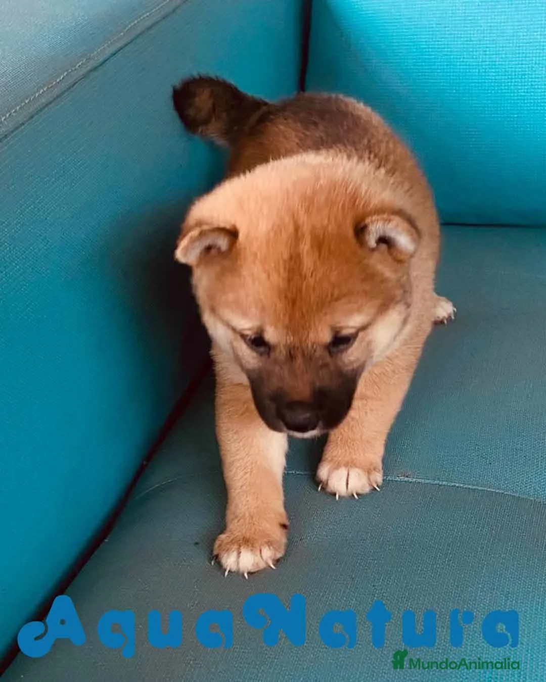 Shiba Inu perros en venta: Shiba Inu Hembra 1 de Magy - AQUANATURA en Barcelona - Anuncio 4
