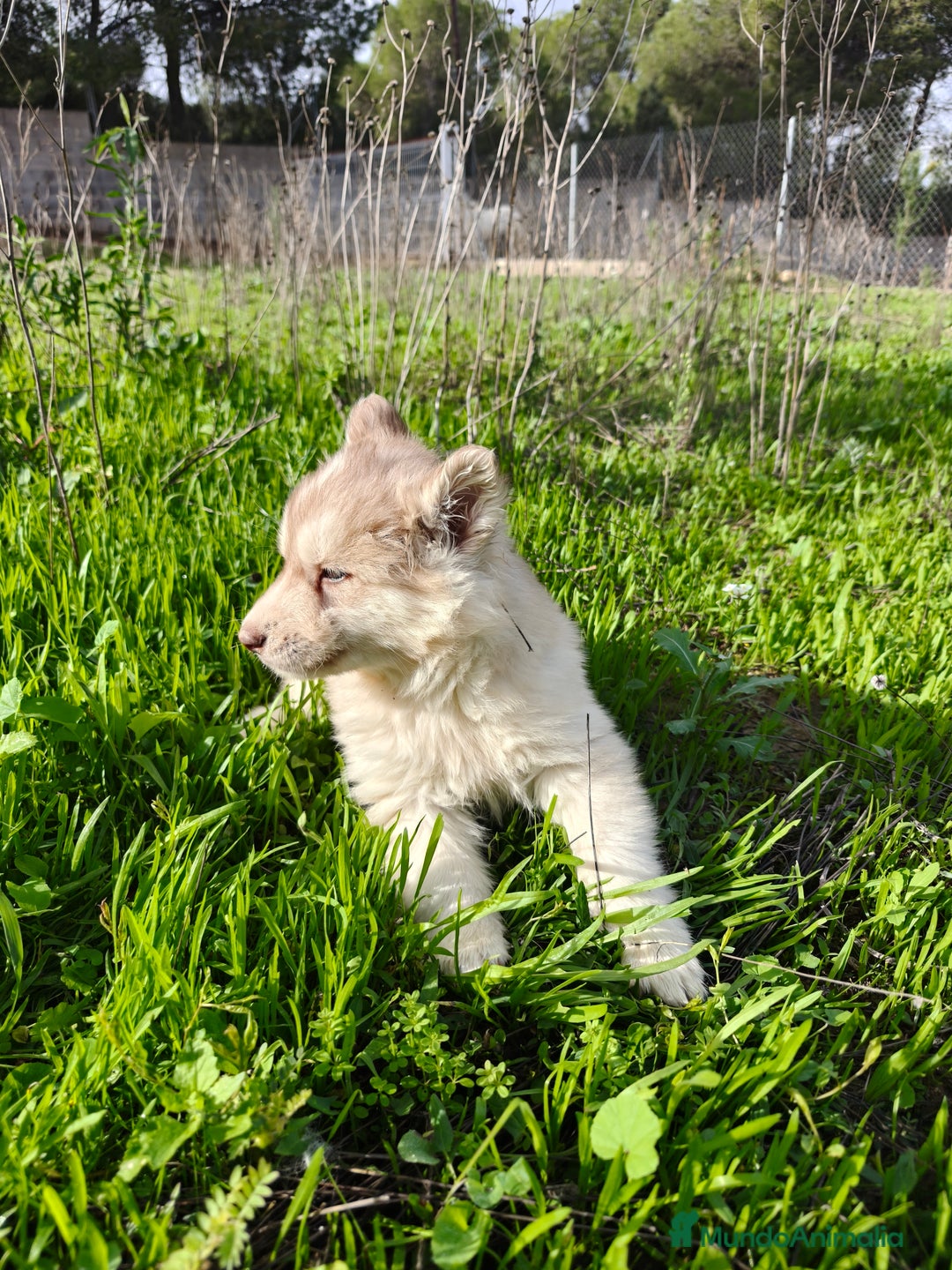 Husky Siberiano perros en venta: Husky SIBERIANO de calidad  - Imagen 5