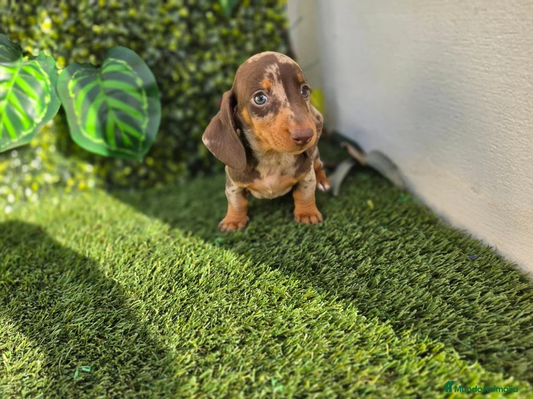 Teckel Miniatura perros en venta: TECKEL MINIATURA & KANNINCHEN ARLEQUIN - Anuncio 2