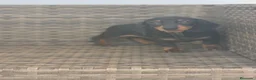 Teckel Miniatura perros en venta: Teckel Mini Negra y Fuego hembra disponible  - Anuncio 12