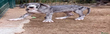 Dogo Alemán 1