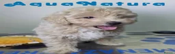 Maltipoo perros en venta: Maltipoo Hembra Apricot - Anuncio 3