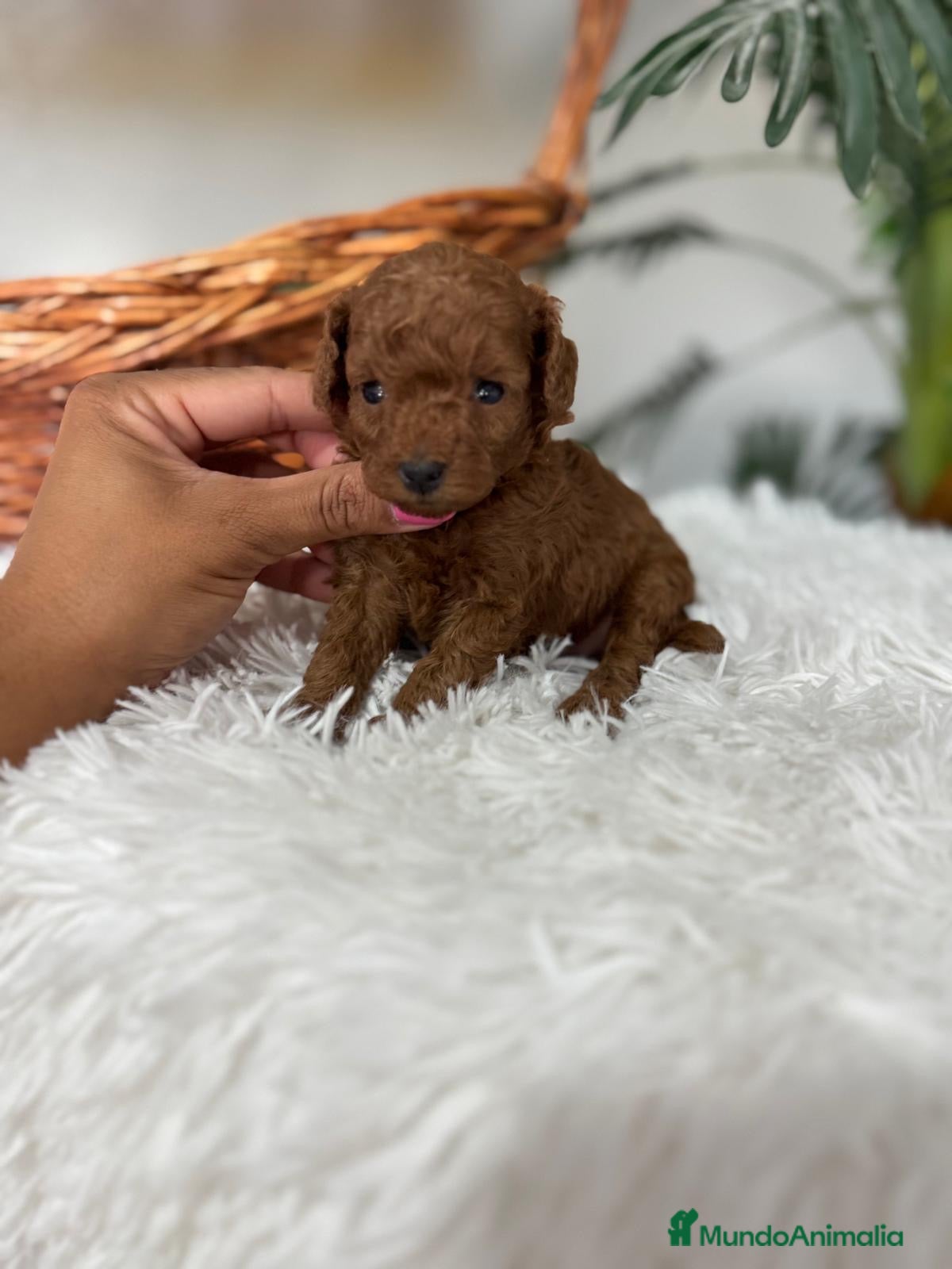 Caniche Toy perros CANICHE TOY ROJA 🎀 - Anuncio 1