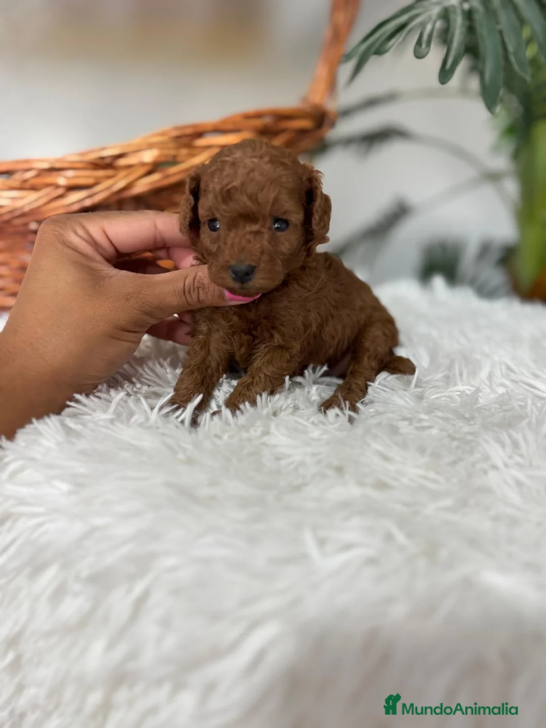 Caniche Toy perros en venta: CANICHE TOY ROJA 🎀 - Anuncio 1