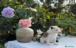 Border Collie perros en venta: Precioso machito de border collie - Imagen 1