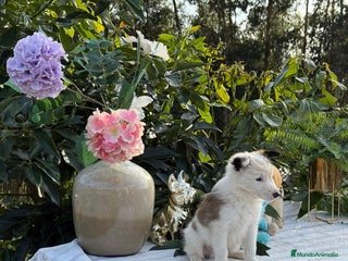 Border Collie perros - Anuncio 11