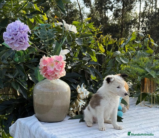 Border Collie perros - Anuncio 6