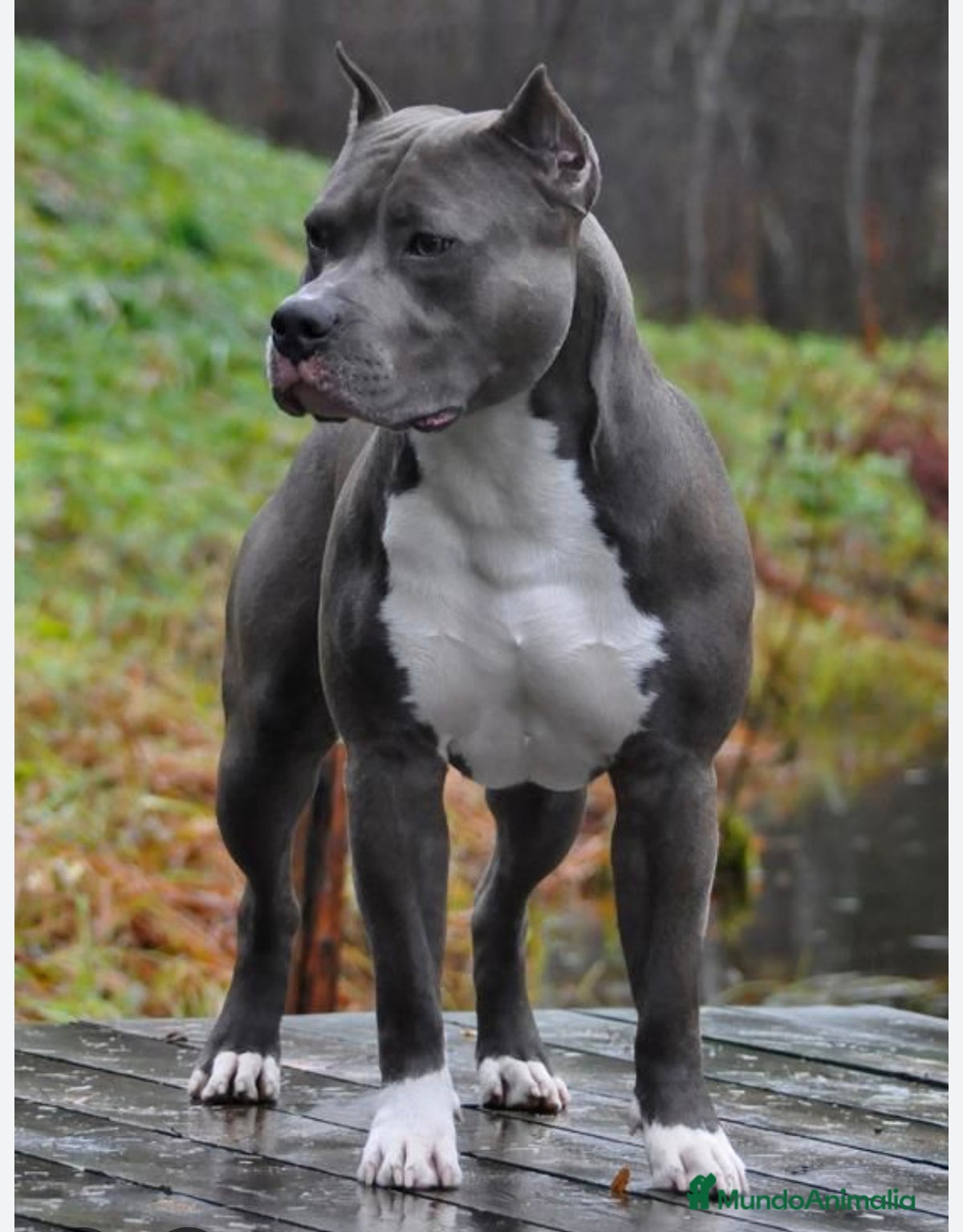 American Pit Bull Terrier perros Pitbull blue  - Anuncio 2