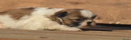 Shih Tzu perros en venta: Preciosa camada - Anuncio 2