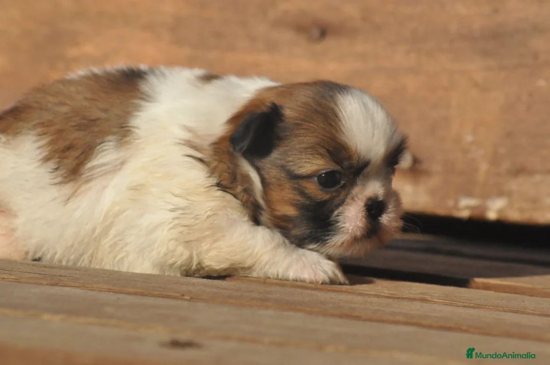 Shih Tzu perros en venta: Preciosa camada - Anuncio 2