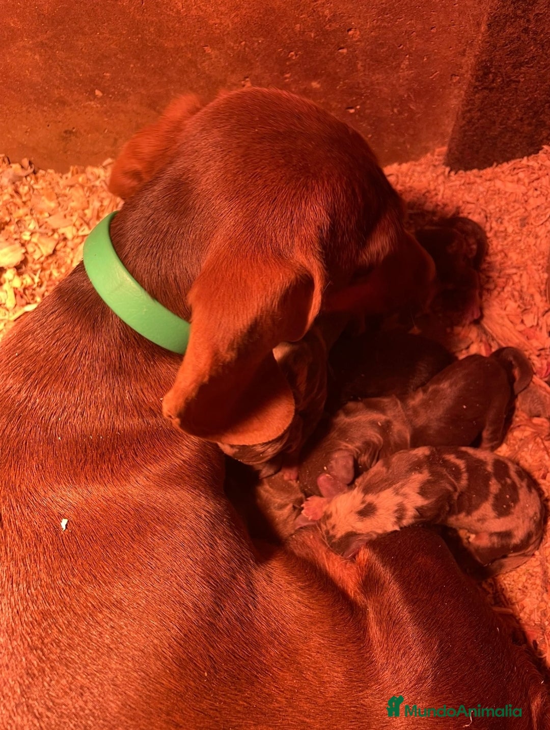 Teckel Miniatura perros en venta: Teckel Mini arlequines y chocolates  - Anuncio 1