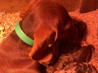 Teckel Miniatura perros Teckel Mini arlequines y chocolates - Anuncio 1