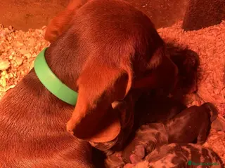 Teckel Miniatura perros Teckel Mini arlequines y chocolates - Anuncio 11