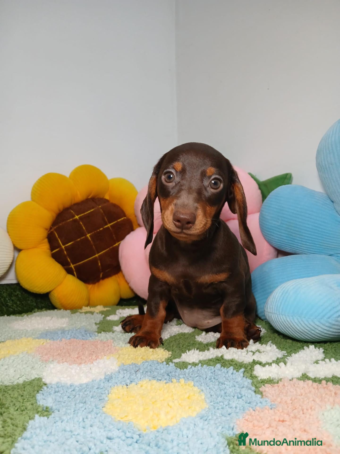 Teckel Miniatura perros Teckel Kaninchen Chocolate - Anuncio 1
