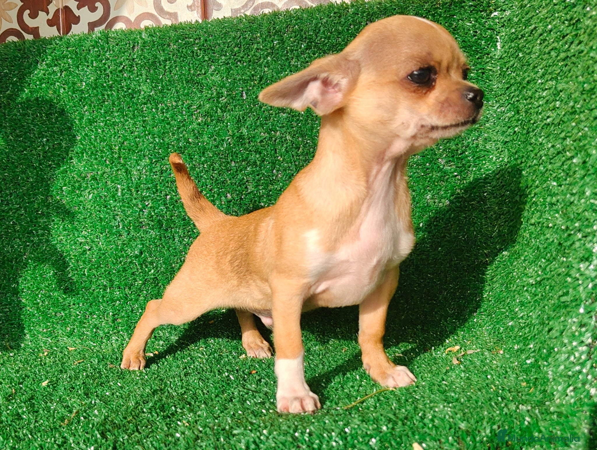 Chihuahua perros Chihuahua  - Anuncio 1