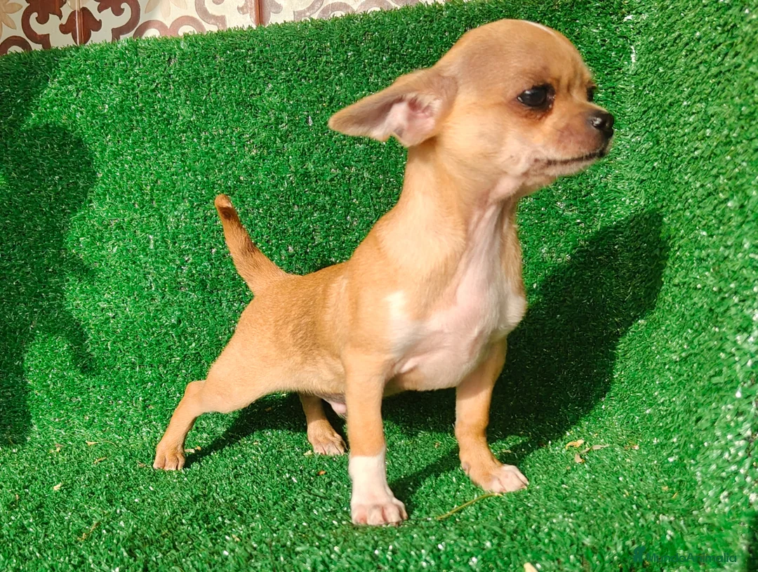 Chihuahua perros en venta: Chihuahua  - Anuncio 1