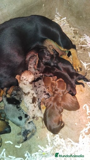 Imagen de galería {{count}}