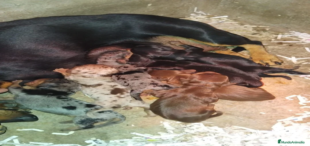 Imagen de galería {{count}}