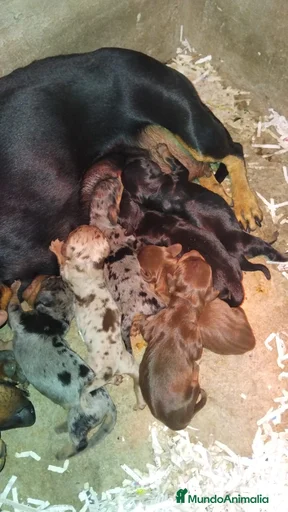 Imagen de galería {{count}}