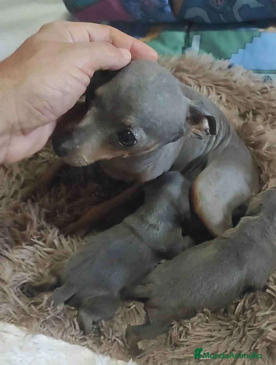 Ratón de Praga perros en venta: RATÓN DE PRAGA BLUE - Anuncio 2