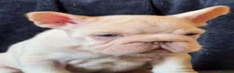 Bulldog Francés perros en venta: BULLDOG FRANCES MADRID - Anuncio 2