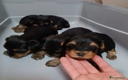 Yorkshire Terrier perros en venta: CACHORROS YORKSHIRE  - Imagen 2