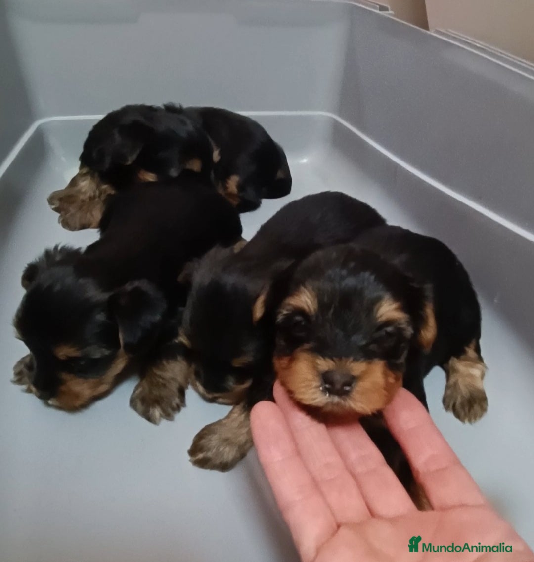 Yorkshire Terrier perros en venta: CACHORROS YORKSHIRE  - Imagen 2